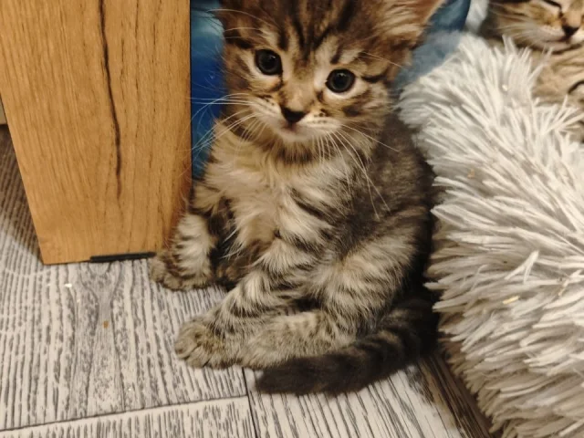 Фото: Котята в добрые руки