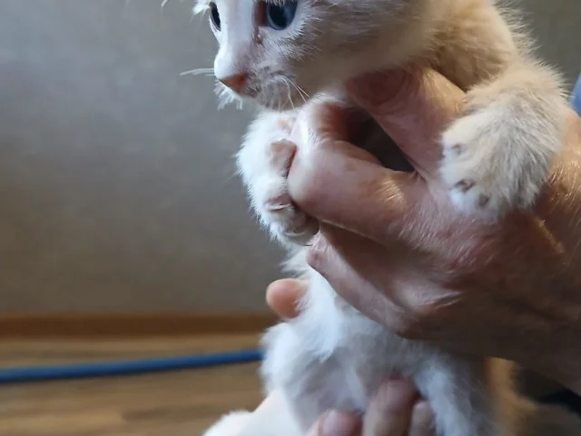 Фото: Отдам котят в добрые руки
