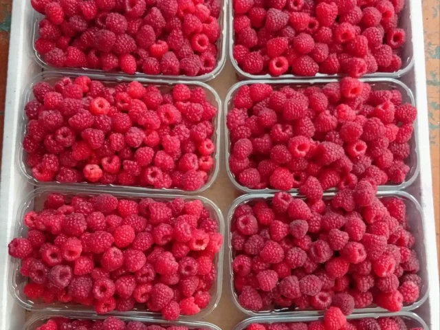 Фото: Продам свежую малину. Сбор ежедневно. Возможна доставка. Цена 500₽ кг. В наличии каждый день примерно 30 кг