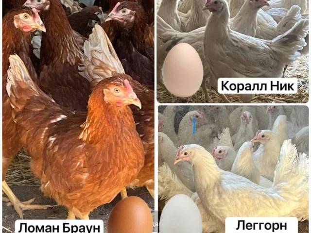 Фото: 650₽- молодые курочки яичного направления на старте яйцекладки