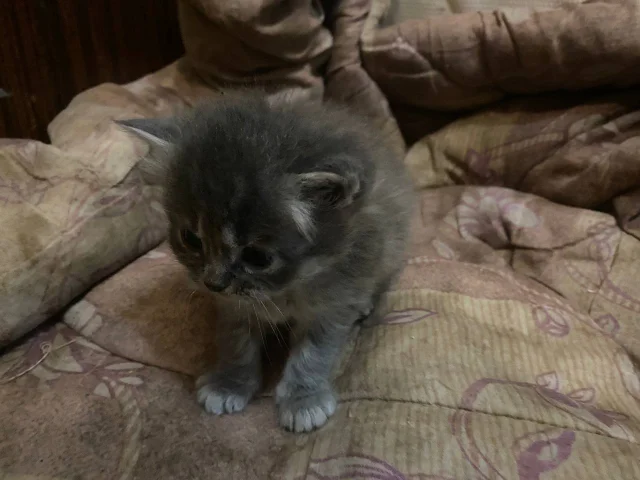 Фото: Котята, родились 23 сентября, 2 серых мальчики, 2 серых девочки, 1 черный мальчик. Самовывоз, текстильщик
