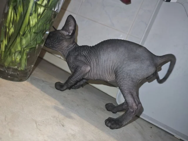 Фото: Продаётся котёнок породы сфинкс 🐾