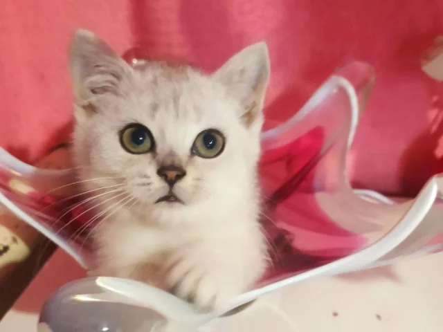 Фото: Готовы к продаже шотланские котята