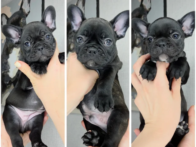 Фото: Щенки французского бульдога 🐶