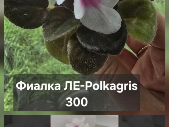 Фото: Донецк, встреча по договорённости