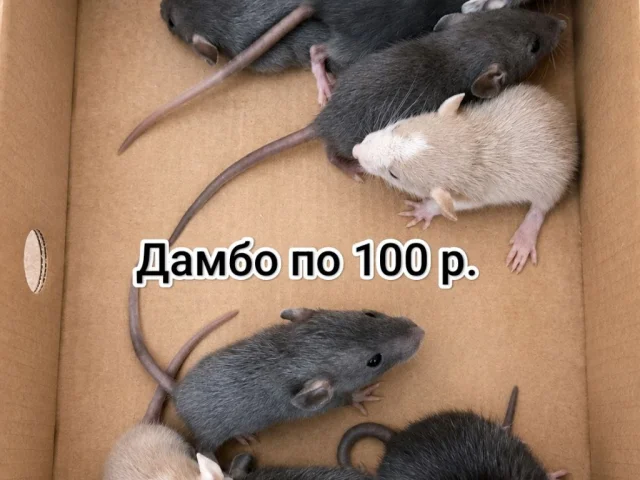 Фото: Милые декоративные крысята Дамбо, кудрявые/кучерявые, белые (крысы, грызуны)  ищут любящий дом. Ручные, ласковые, здоров