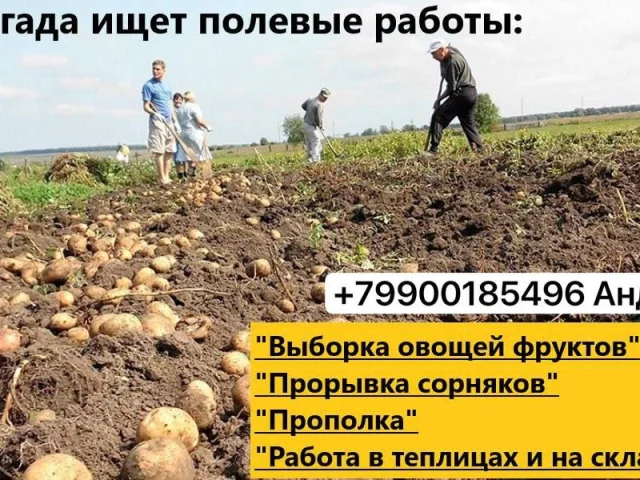 Фото: Бригада из Скадовского района ищет полевые работы,работы в теплицах, складах.Звоните по телефону или