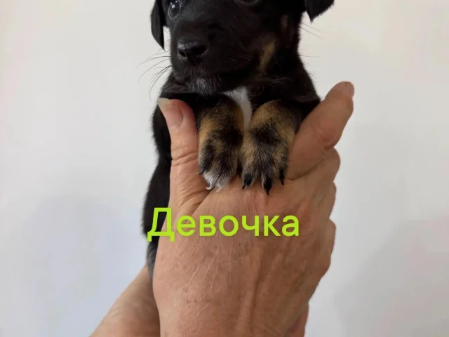 Фото: Продам щенка русского той терьера ( Стандарт). Рождена 7.06.2026. Русский той терьер умная, ласковая и преданная порода,