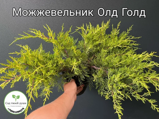 Фото: Можжевельник Олд Голд