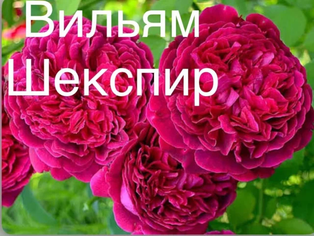 Фото: Продам саженцы роз, находимся в пгт Володарское, есть доставка,кому интересно пишите в личку добавлю в группу