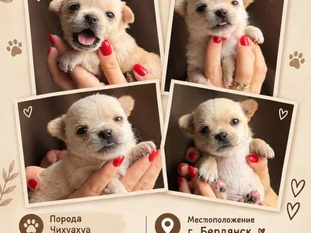 Фото: Продам щенков породы чихуахуа 🐶