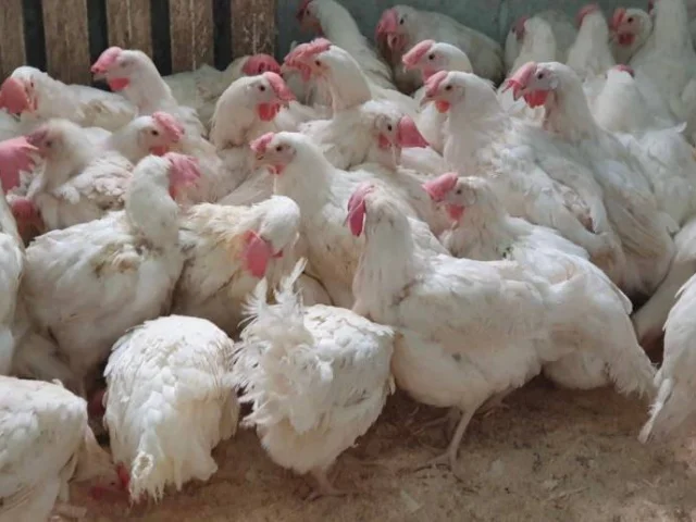 Фото: Продам Курей, красные ломан Браун, белые белорусские, также есть белые леггорн цена на белых 250р цена на красных 270р