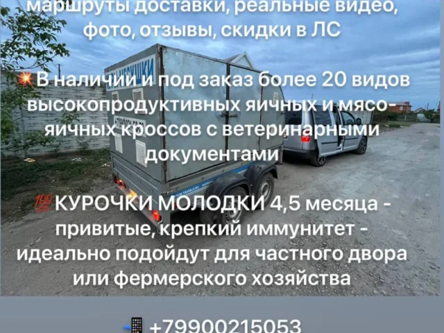 Фото: 🐔РЕАЛИЗУЕМ КУР НЕСУШЕК и другую с/х птицу🐥🪿🦆🐓