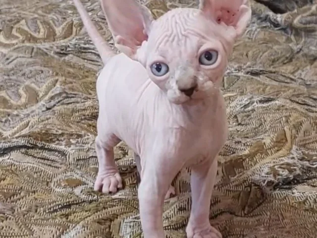 Фото: 😻😻😻 КОТЕНОК МАЛЬЧИК (КАНАДСКИЙ СФИНКС )😻😻😻‼️‼️ Родился 15 мая 2026г., живет вместе с родителями. Котенок - крепыш светлы