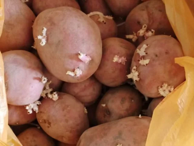 Фото: Продам посадочный картофель второго урожая, сорт Алладин 60 руб за кг, Энергодар,  возможна доставка к подъезду от 10 кг