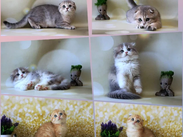 Фото: Знакомьтесь 🥰🥰 Шотланские вислоушки , и Хайленд фолд ( длинношёрстная вариация фолдов ) - мы можем вам предложить очаров