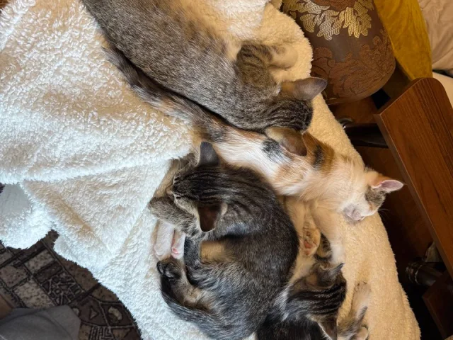 Фото: Отдам котят в хорошие руки (3 кошки, 1 кот). 2 месяца, к лотку все приучены, кушают все