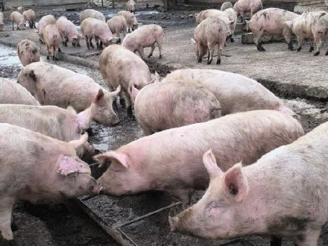 Фото: ‼️📣Продаются свиньи 🐖 домашнего содержания живым весом - оптом и в розницу (на постоянной основе)