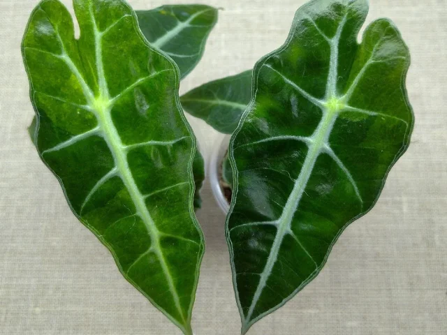 Фото: 🌿Продам растения🌿Алоказии подростки🌿Адаптированные в торфе🌿Цены на фото🌿Донецк🌿Ворошиловский🌿Передам🌿🌿