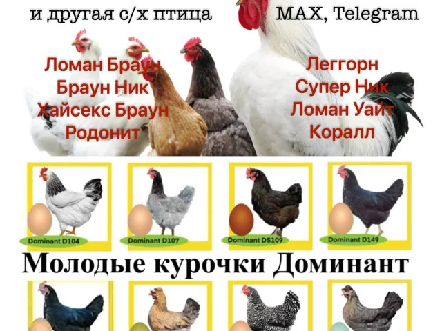 Фото: 🐔РЕАЛИЗУЕМ КУР НЕСУШЕК и другую с/х птицу🐓🐥🦆🪿наличие, даты поступлений, маршруты, реальные фото в ЛС‼️ВЕТСВИДЕТЕЛЬСТВО