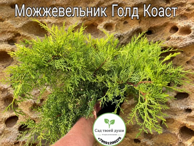 Фото: 🌿 Хотите добавить в сад немного золота?