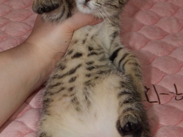 Фото: 🐈🎀Шикарная кошечка,в добрые руки! Родилась .Кушает сухой и мокрый корм,но от попок от огурцов,круп и белого хлебушка не 