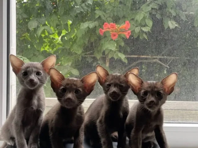 Фото: Наши свободные ориентальные котята ждут любящие 💕 сердца