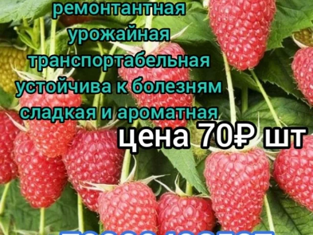 Фото: Также в продаже саженцы одноразовой, ранней малины с крупной и сладкой ягодкой!