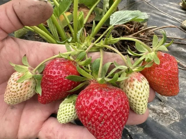 Фото: Продается ягода клубники 🍓