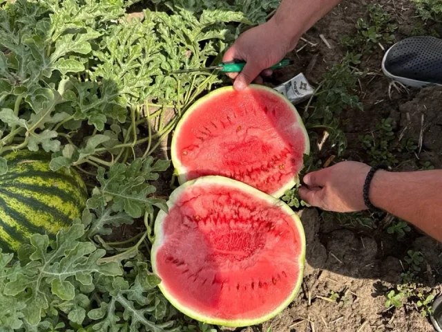 Фото: Продам арбуз сорт Виктория сладкий спелый от 4 до 7 кг цена 30 рублей Чаплинский район