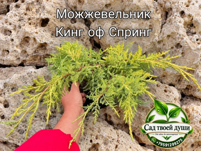 Фото: Можжевельник Кинг оф Спринг