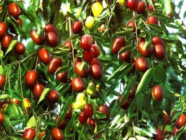 Фото: Продам плоды зизифуса( китайский финик) прямо с дерева. Финик имеет приятный вкус, хорошо хранится, оооочень полезен ( э