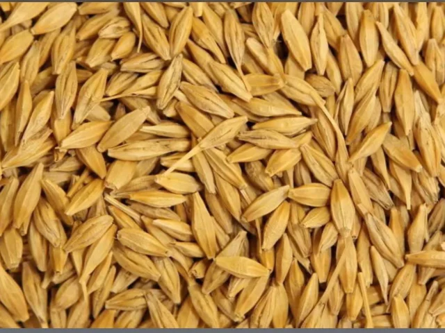 Фото: Продам ячмень и кориандр свежего урожая . 8 р и 38₽