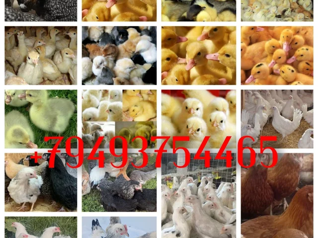 Фото: Продам кур яичного и мясо-яичного направления: