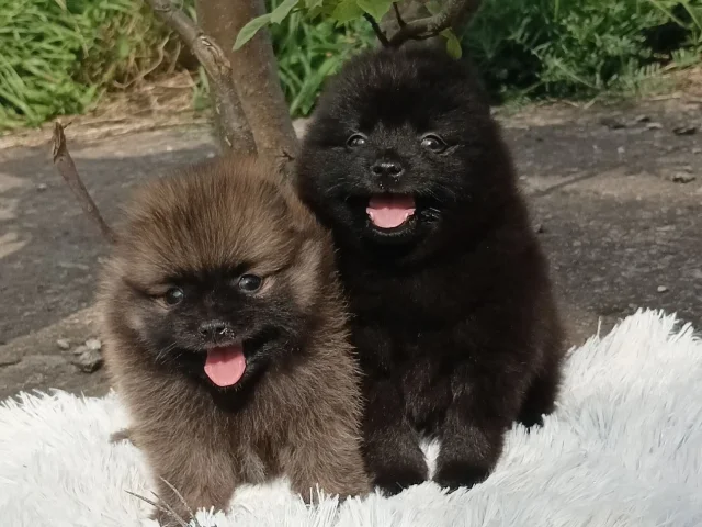 Фото: 🐶🐶 Предлагаются красивые щеночки Шпица разных окрасов. В личку цена и свежие фото и видео щеночка, с документами, привит