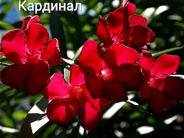 Фото: 🌿Продам растения🌿Олеандр🌿Хорошо укорененные черенки в активном росте🌿Фото продаваемых в личку🌿450р🌿Донецк🌿Ворошиловский🌿