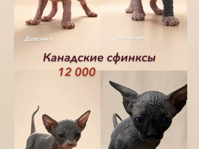 Фото: Маленькие,активные, милые и замечательные детки ищут себе семью