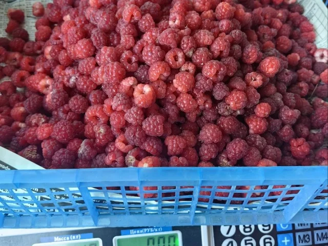 Фото: Продам малину 800 р за кг