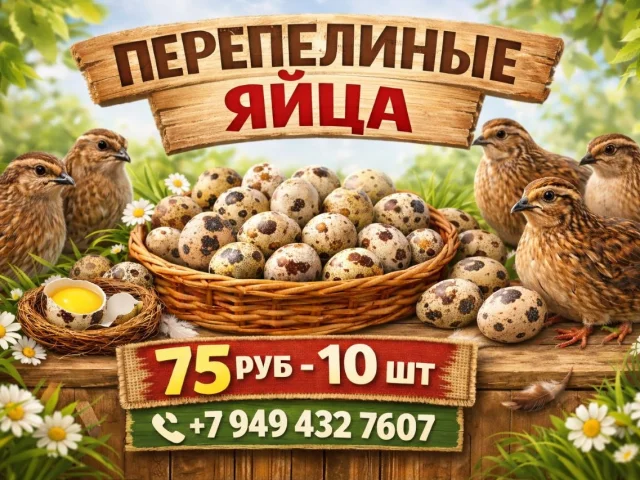Фото: Продаём свежие перепелиные яйца с домашней фермы 🐦