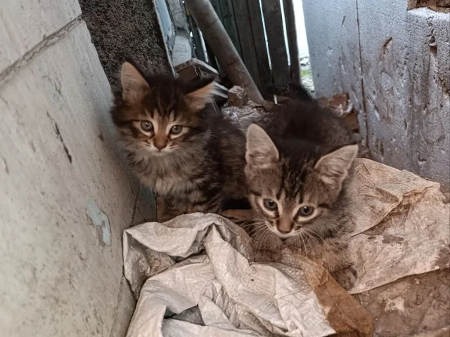 Фото: Отдам котят в хорошие руки, мальчик и девочка. Могу привезти по Донецку