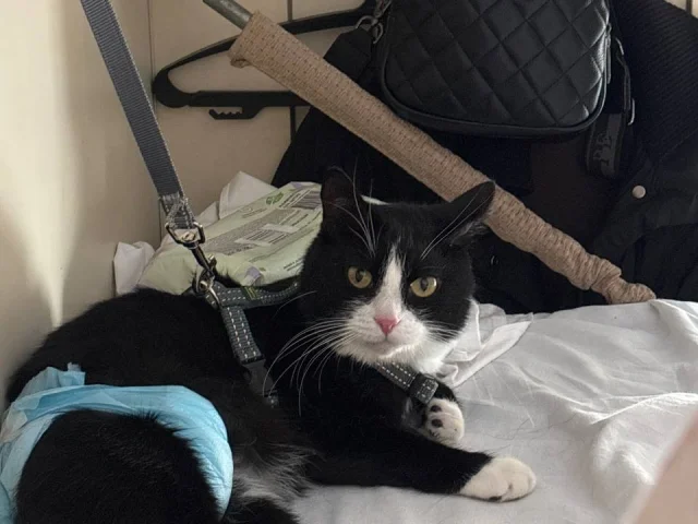 Фото: 🆘 ПОТЕРЯЛСЯ КОТ МАРСИК 🆘