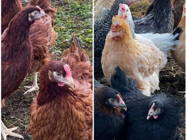 Фото: 🐔РЕАЛИЗУЕМ КУР НЕСУШЕК и другую с/х птицу🐓🐥🦆🪿даты поступлений, маршруты, реальные фото в ЛС‼️ВЕТСВИДЕТЕЛЬСТВО💯КУРОЧКА МО