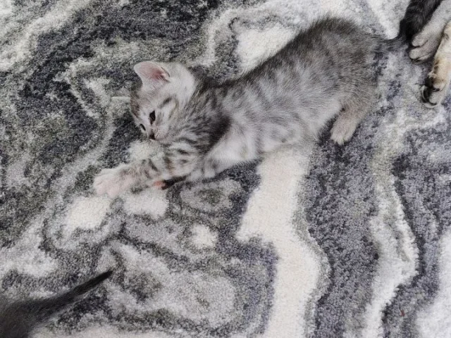 Фото: Отдам в добрые руки.Бесплатно!к лотку приучены,кушают все ,котятом полтора месяца,добрые, ласковые, игривые