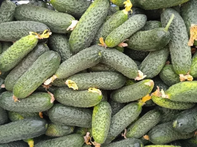 Фото: Продам домашний грунтовой огурец!