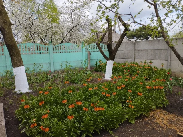 Фото: #Растения #Клубни цветов "корона"(рябчик) Очень красивое растение Как только земля немного прогреется появляются всходы"