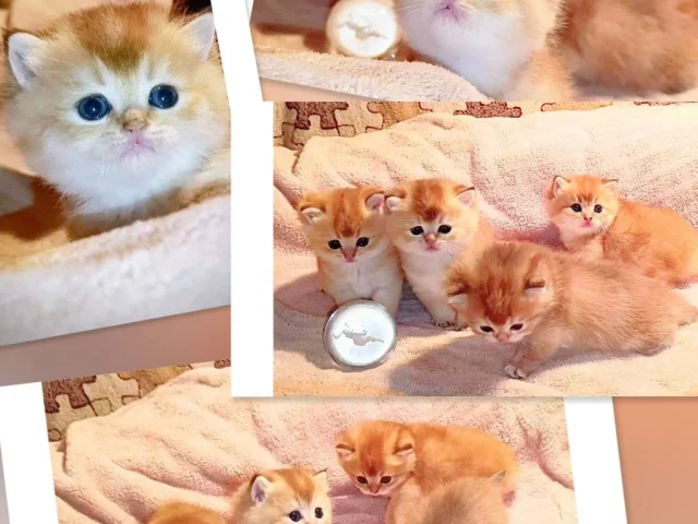 Фото: Чистокровные Британские котята в разных окрасах🥰🥰🥰
