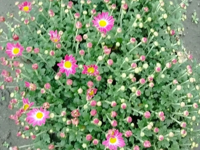 Фото: Продам хризантемы: 🌺🌼🏵🌺