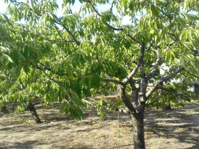 Фото: Срочно продам Дачный участок с садом общей площадью 16 соток в кооперативе Таврия. Находится в 11км от Мелитополя и в 2к