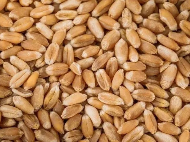 Фото: Продам пшеницу