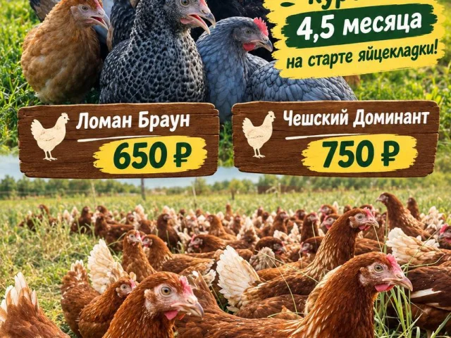 Фото: В наличии курочка-молодка несушка 4,5 месяца: